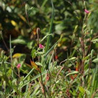 Oenothera rosea L'Hér. ex Aiton